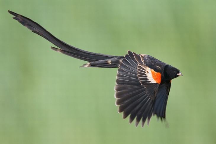 beautiful rare birds: Long-Tailed Widowbird