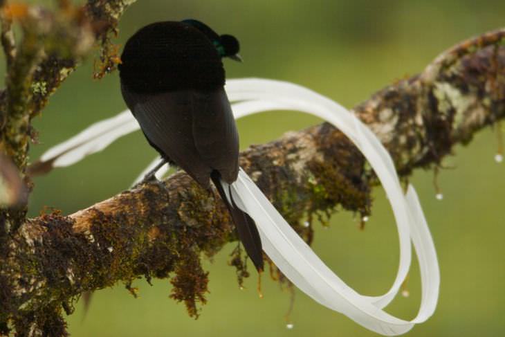 beautiful rare birds: Ribbon-Tailed Astrapia