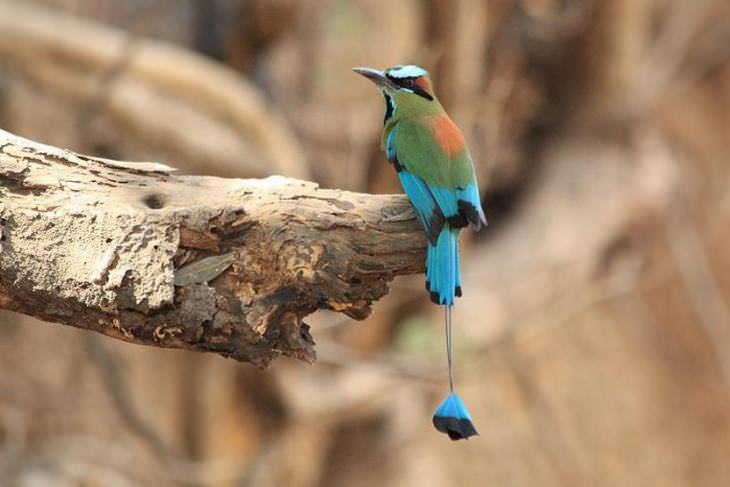 beautiful rare birds: Turquoise-Browed Motmot