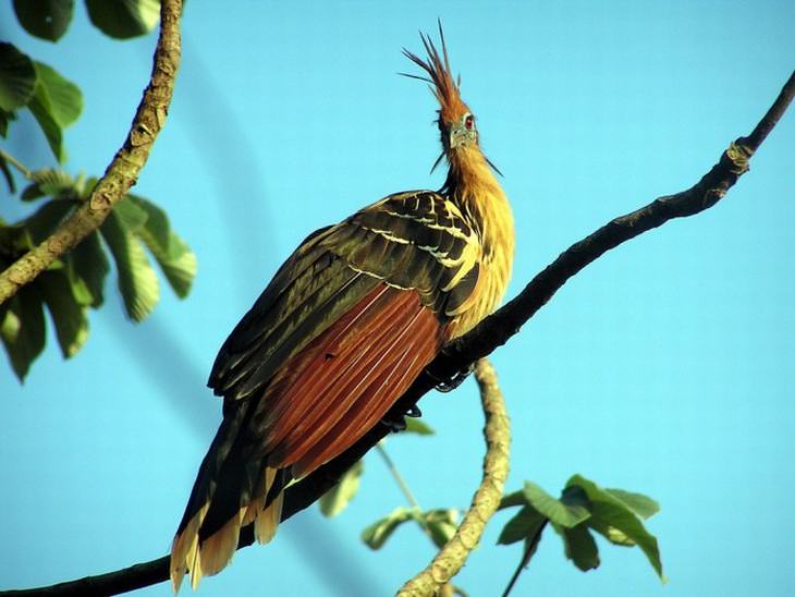 beautiful rare birds: Hoatzin