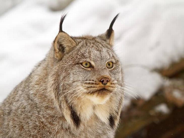 These Are Canada's 9 Most Amazing Wild Animals