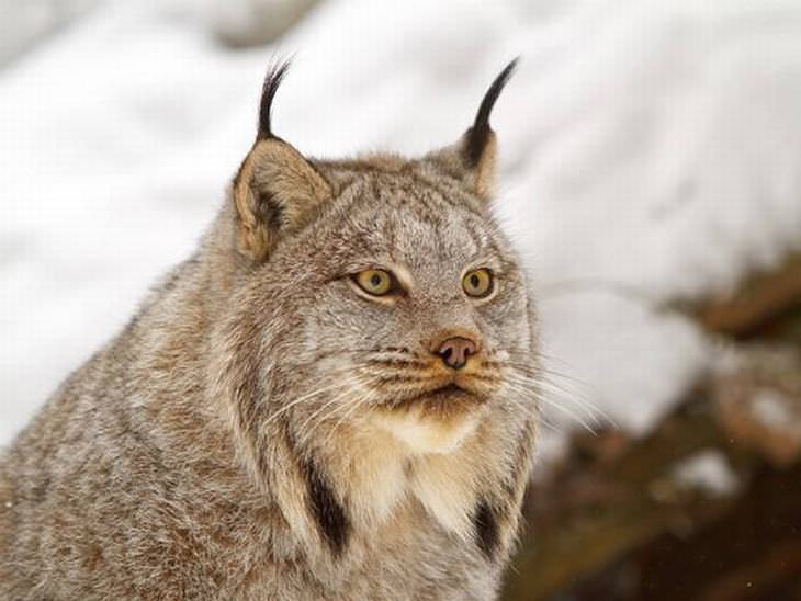 Canadian Animals