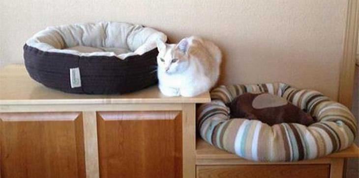 cat logic funny photos