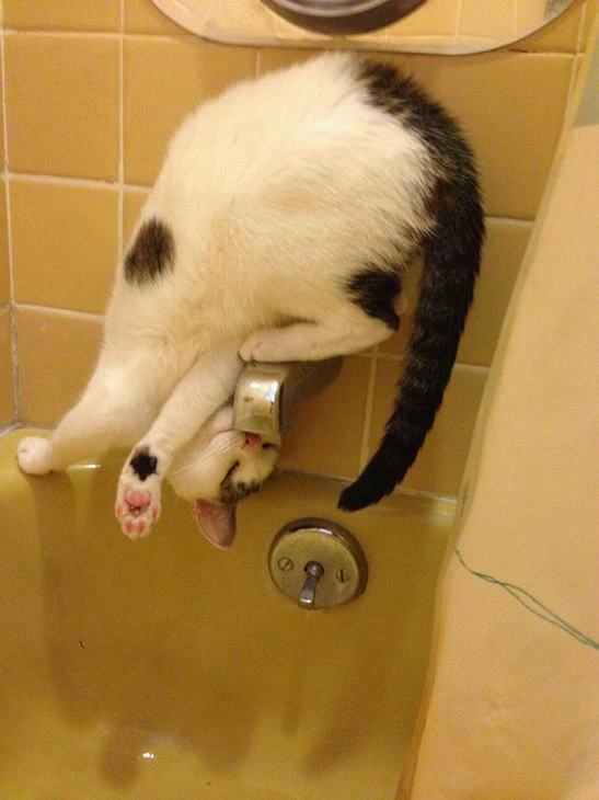 cat logic funny photos