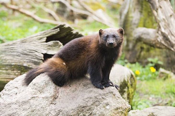 Canadian Animals