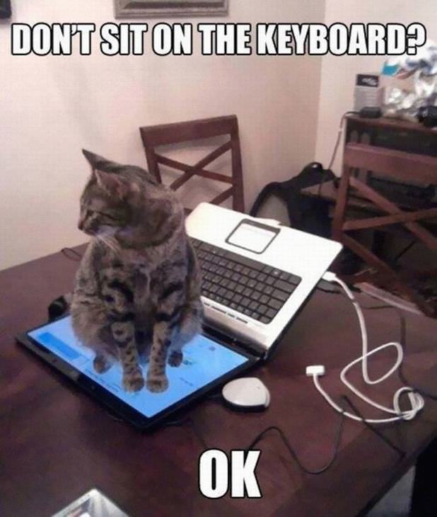 cat logic funny photos