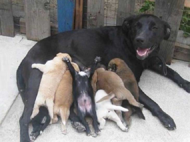dog family photos