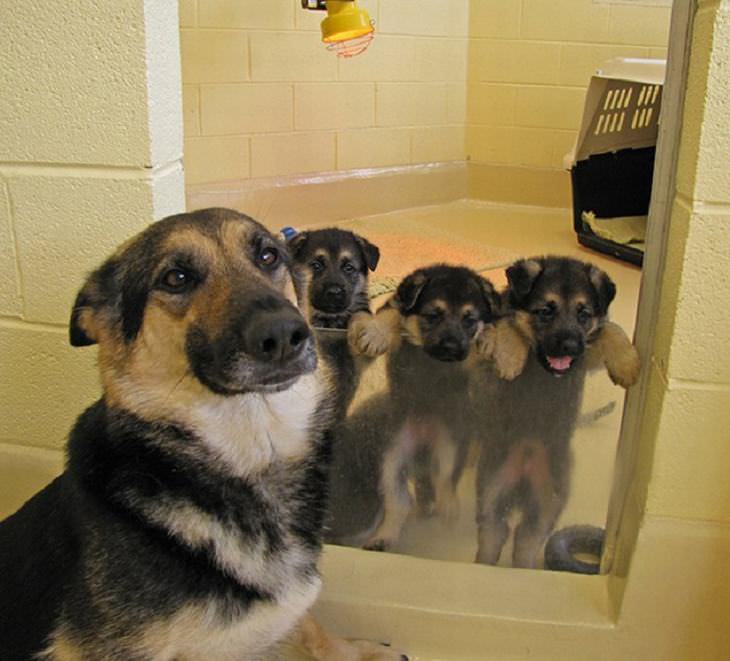 dog family photos