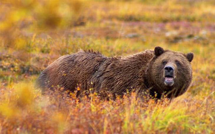 Canadian Animals