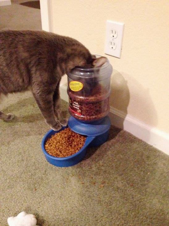 cat logic funny photos