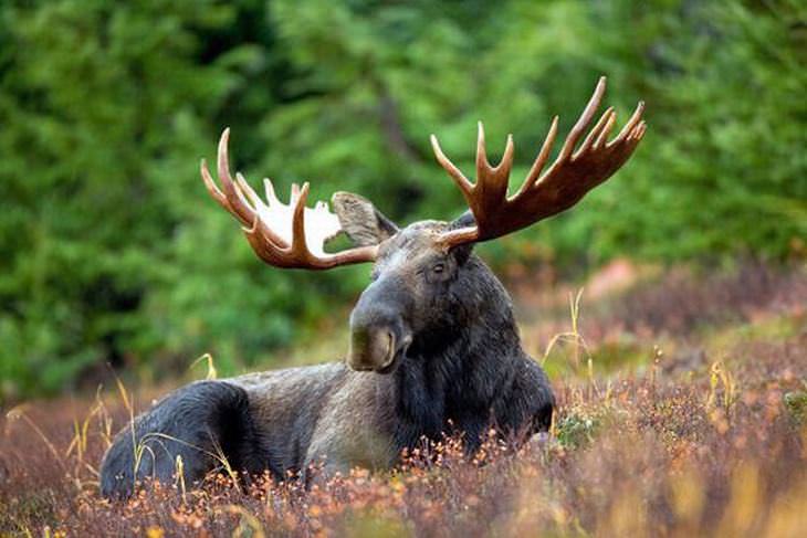 Canadian Animals