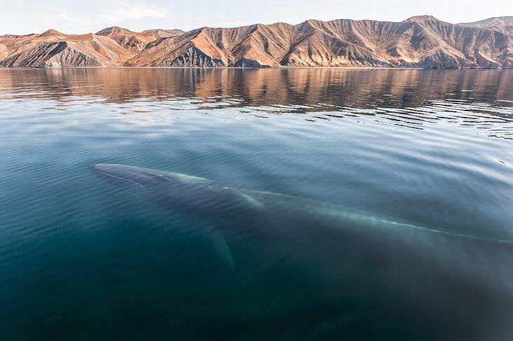 whales and dolphins