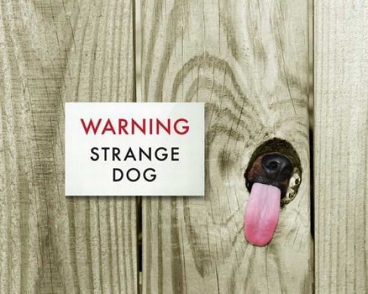 funny beware dog signs