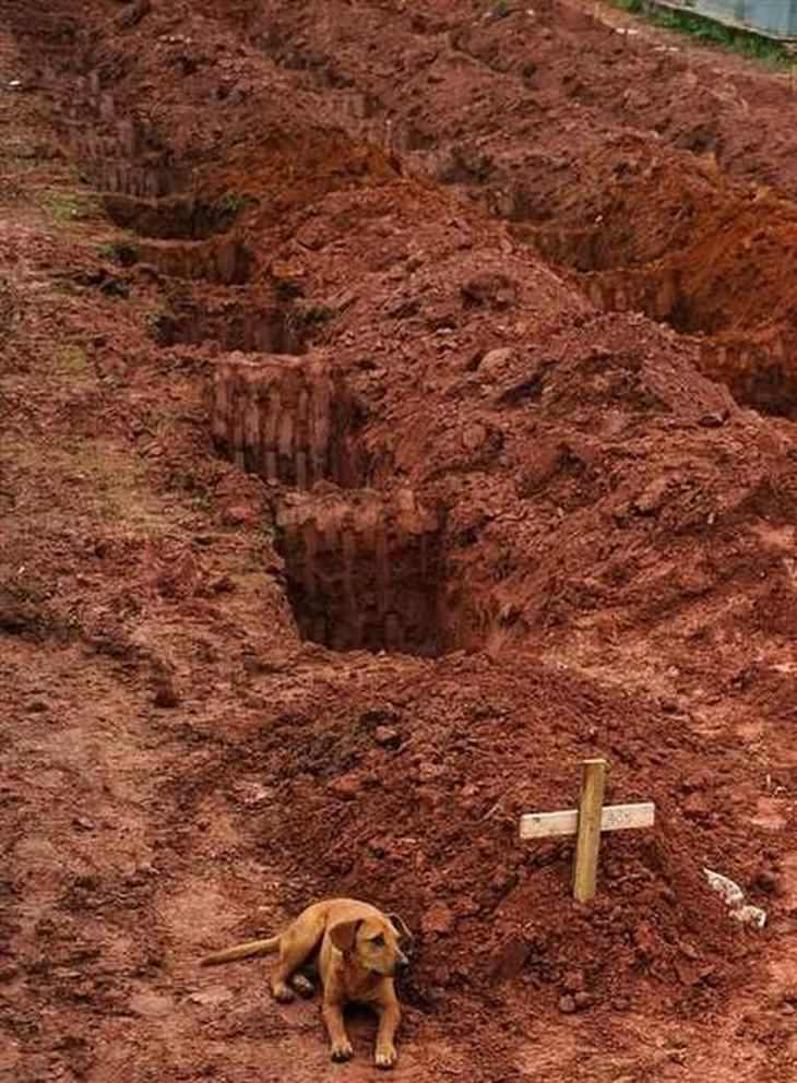 dog, owner's grave