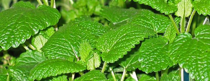 peppermint mice