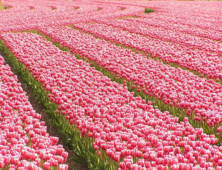 tulips