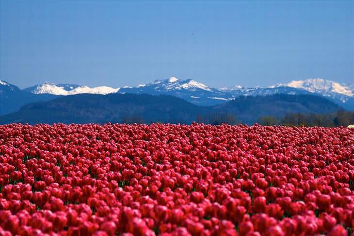 tulips