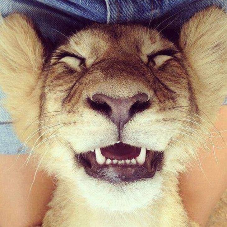 animal smiles