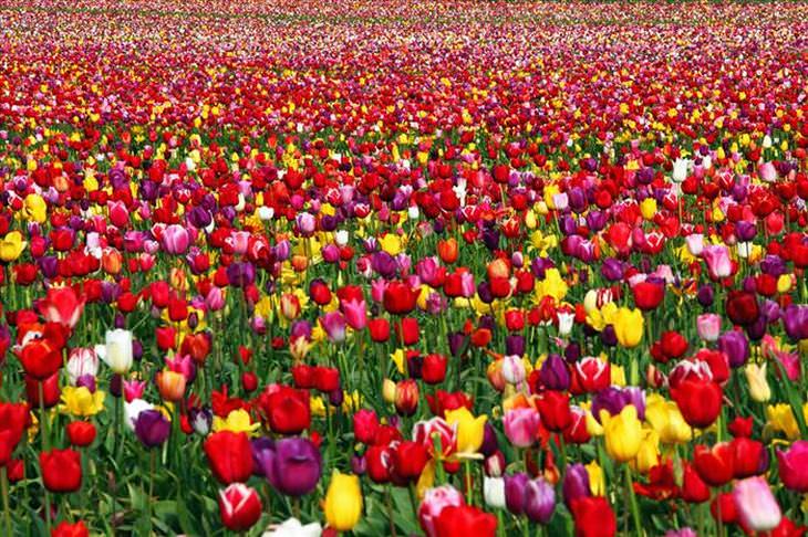 tulips