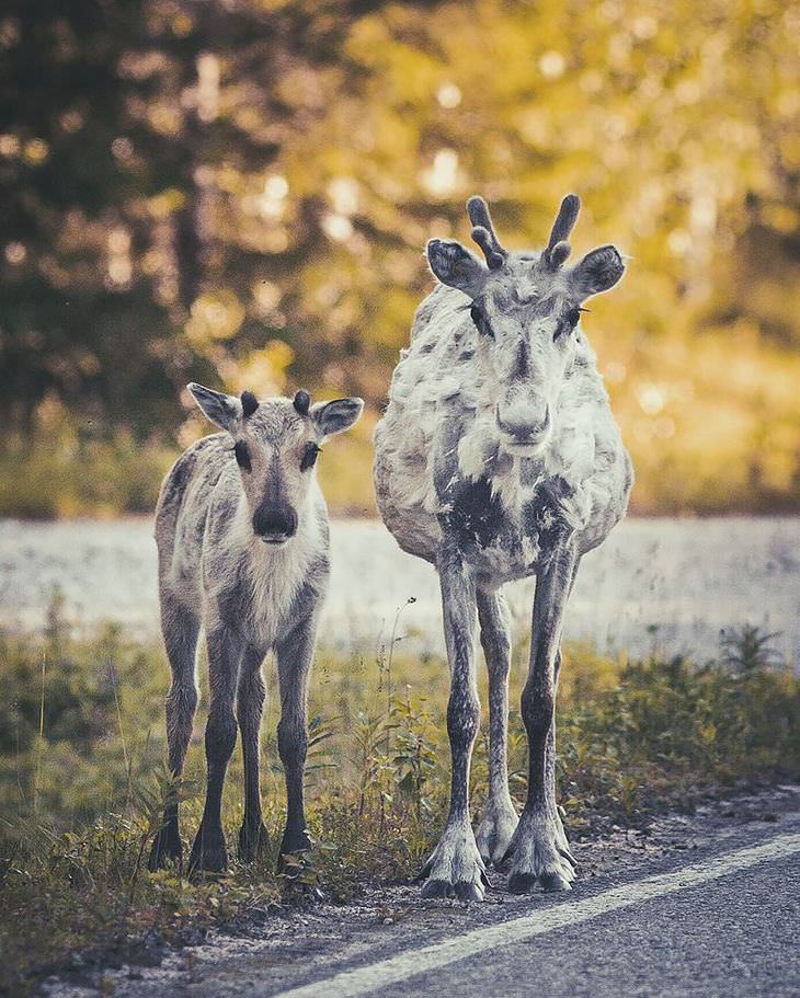 Finnish photography, wild animals