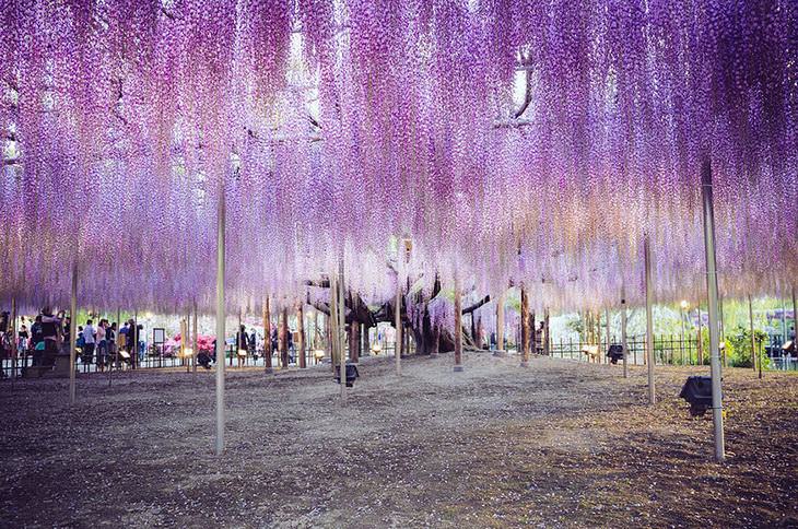 WISTERIA, japan, plant