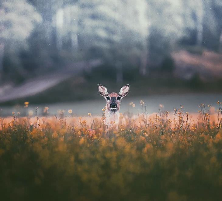 Finnish photography, wild animals