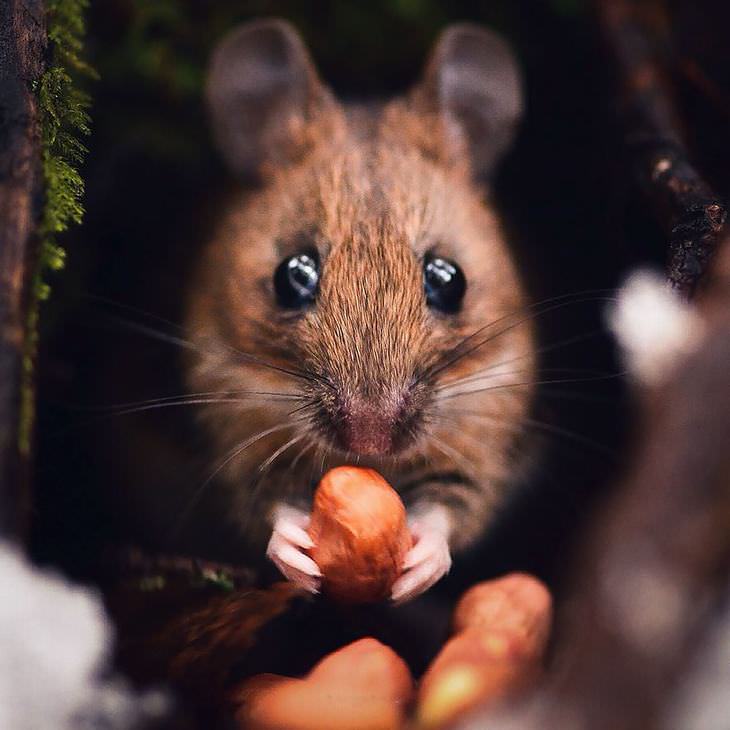 Finnish photography, wild animals