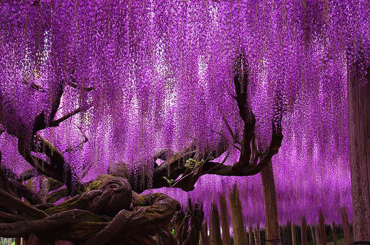 Purple Wisteria Tree Plant Live, 2 to 3 Feet, Mature Tree, Wisteria Tree  Live Plant, Wisteria Live Plant, Wisteria Vine Plant, Wisteria Tree Live