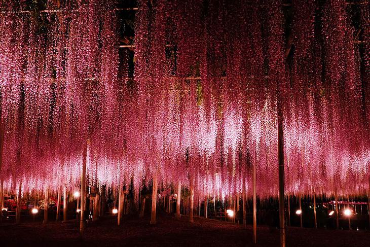 WISTERIA, japan, plant