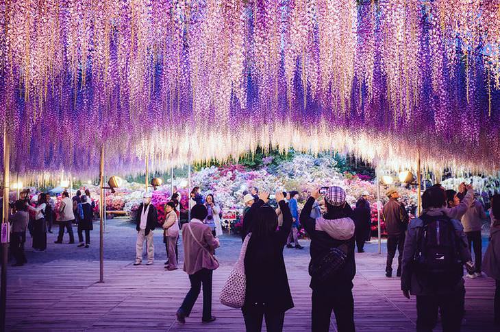 WISTERIA, japan, plant