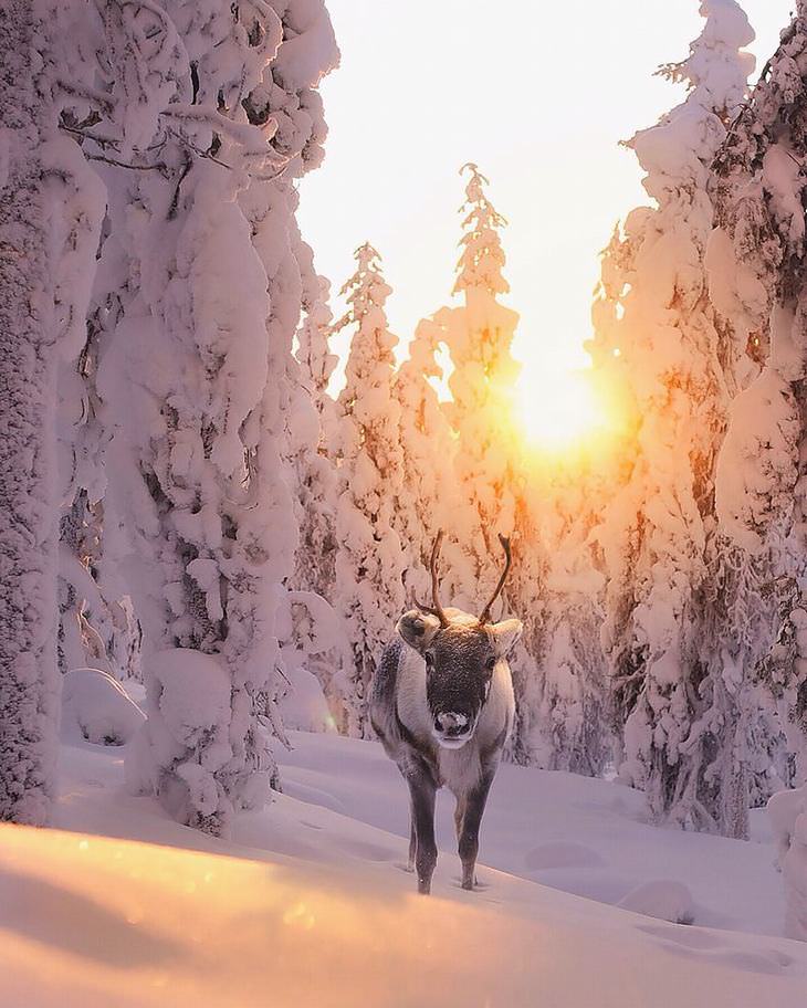 Finnish photography, wild animals