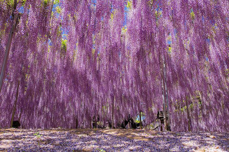 WISTERIA, japan, plant