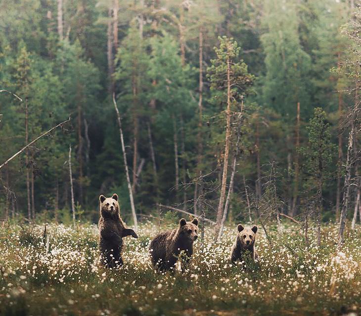 Finnish photography, wild animals