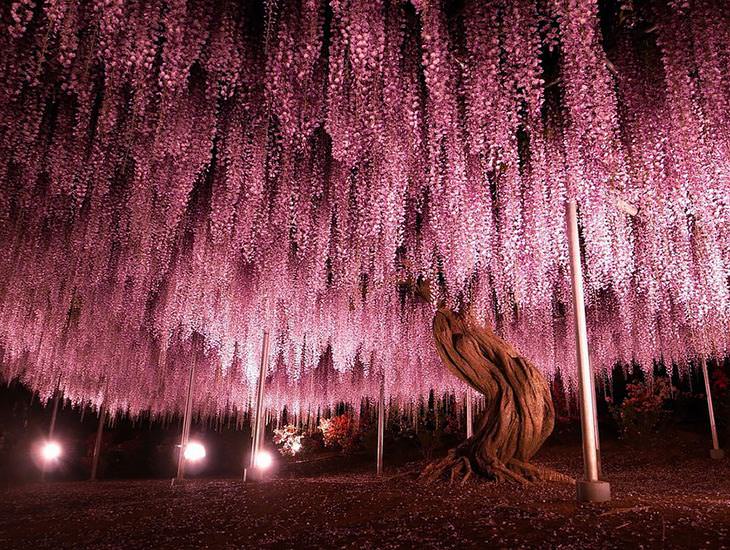 WISTERIA, japan, plant