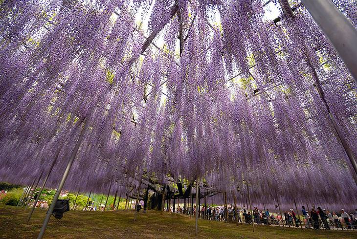 WISTERIA, japan, plant