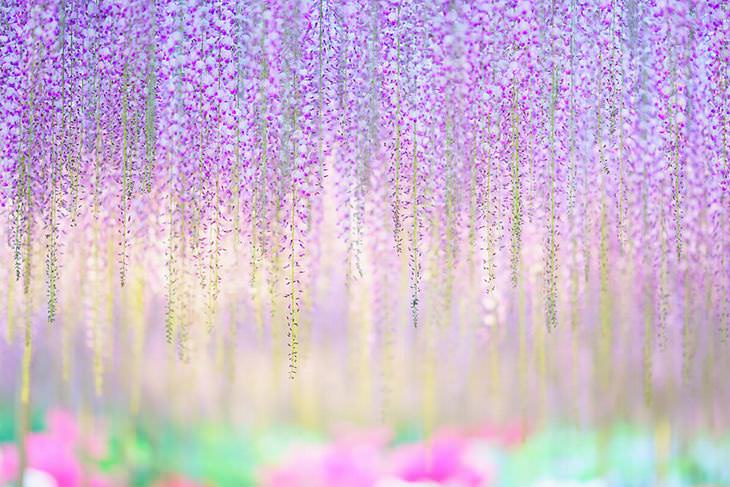 WISTERIA, japan, plant