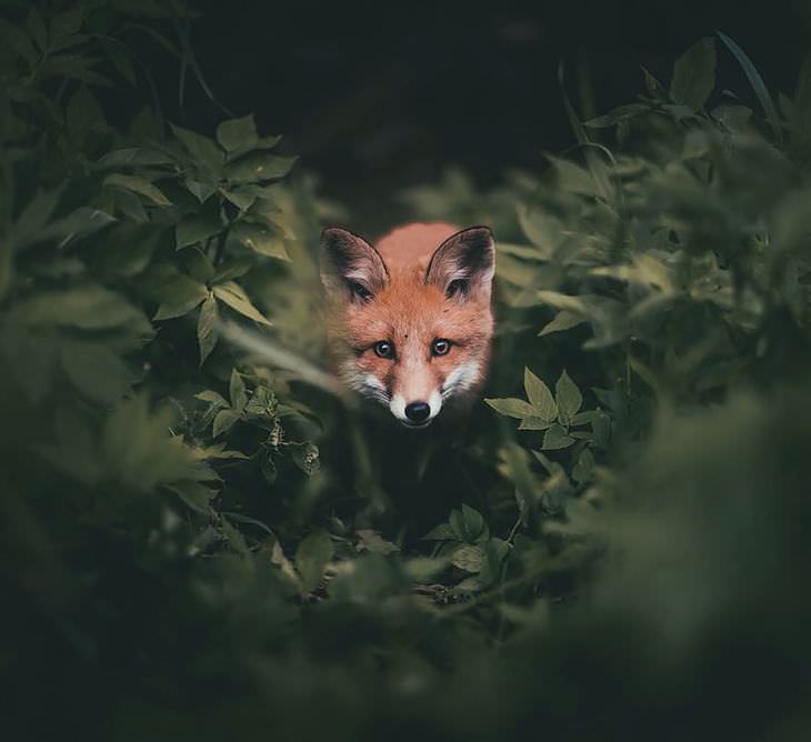 Finnish photography, wild animals