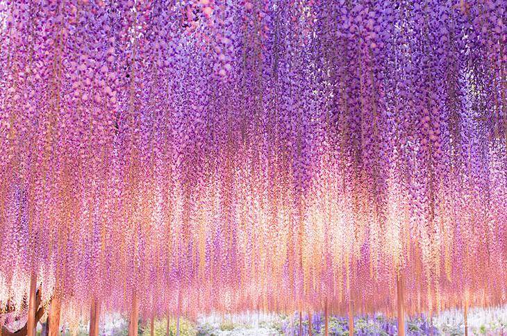 WISTERIA, japan, plant