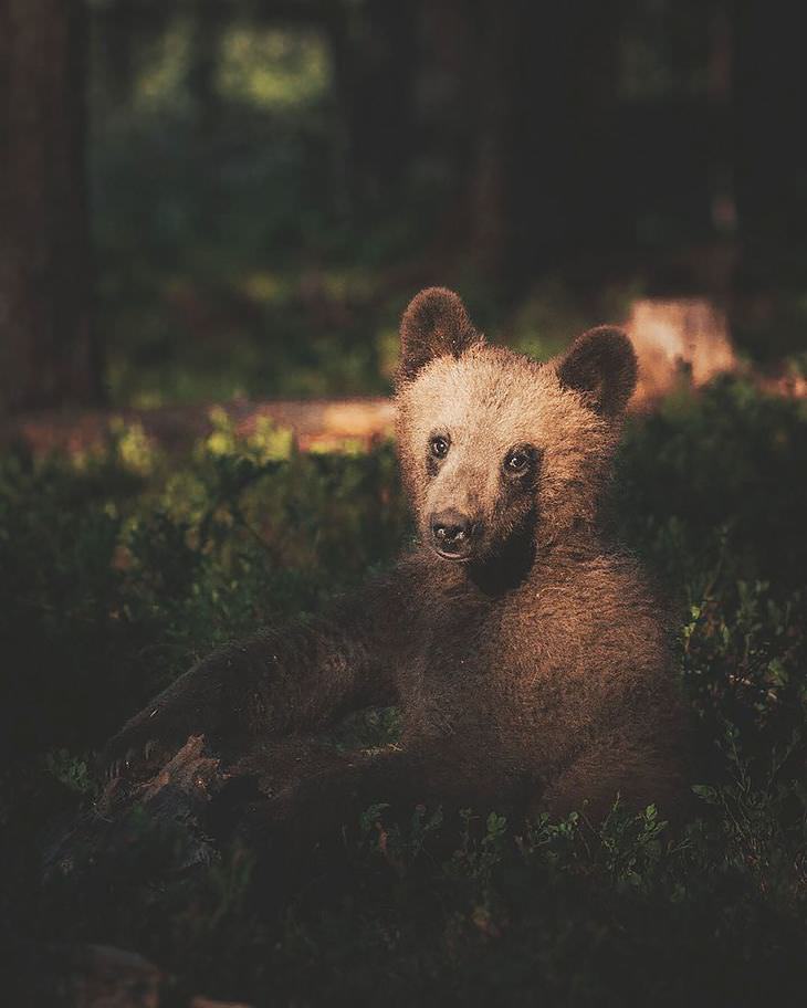 Finnish photography, wild animals