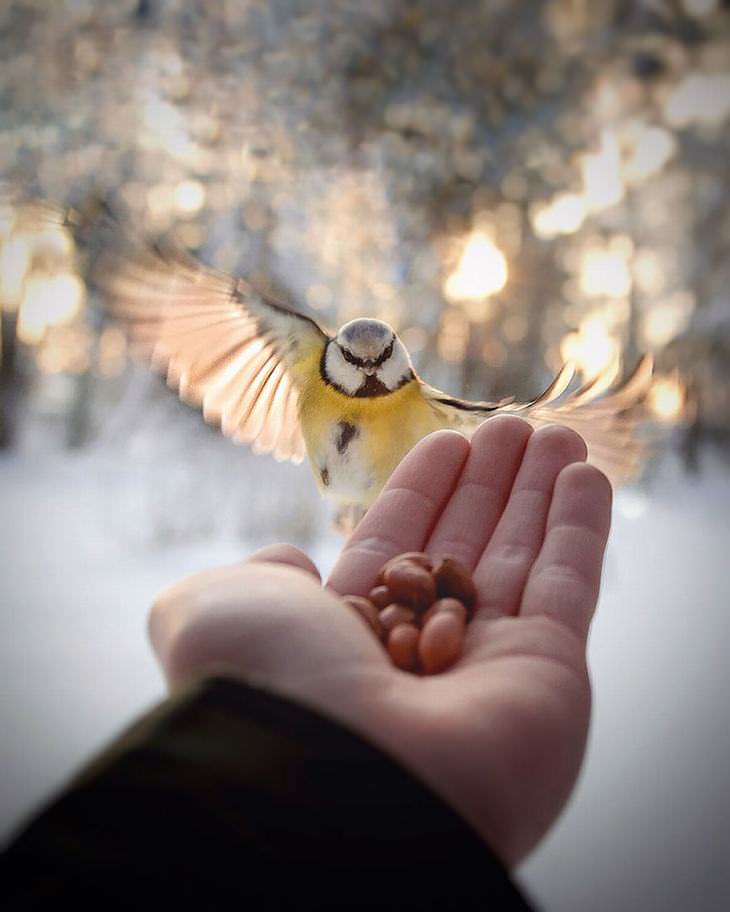 Finnish photography, wild animals