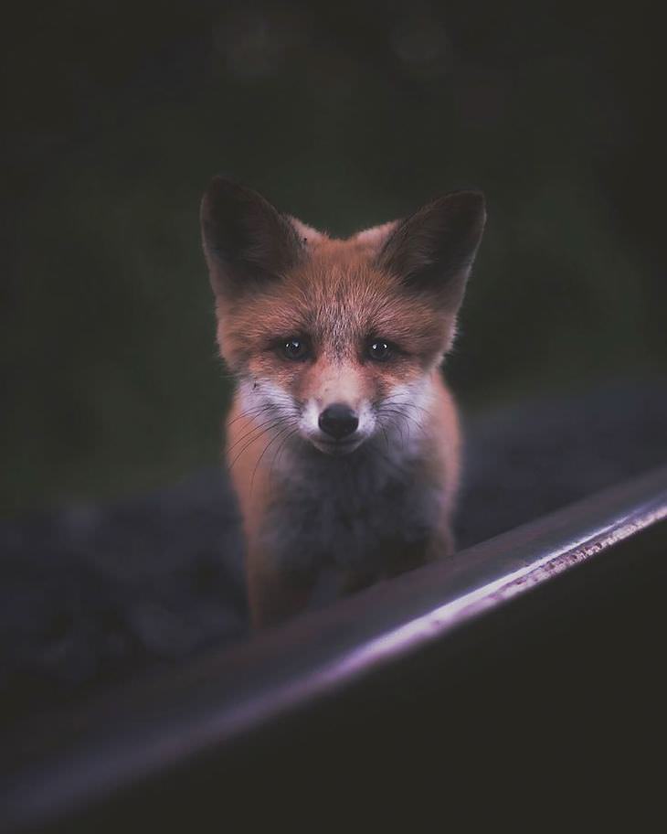 Finnish photography, wild animals
