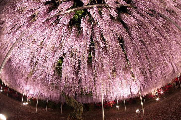 WISTERIA, japan, plant