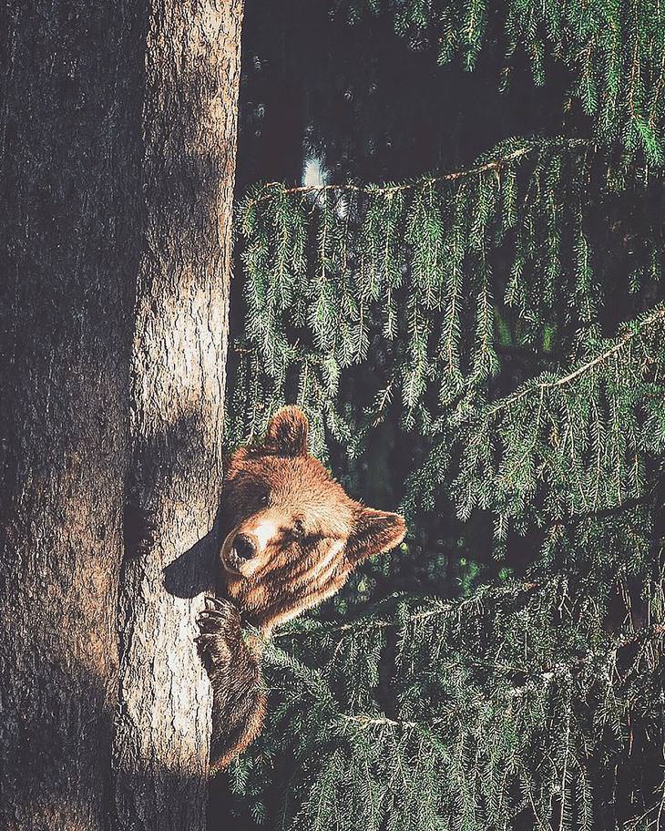 Finnish photography, wild animals