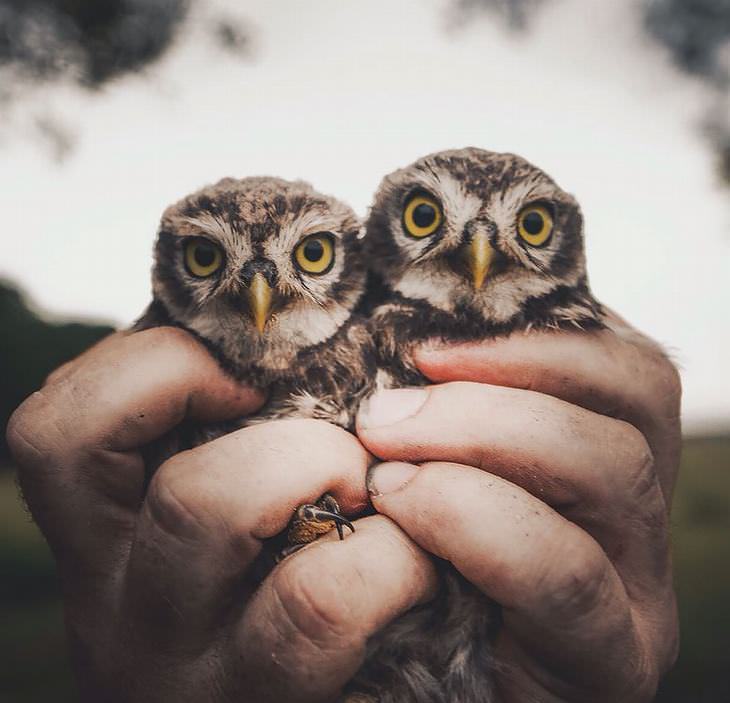 Finnish photography, wild animals