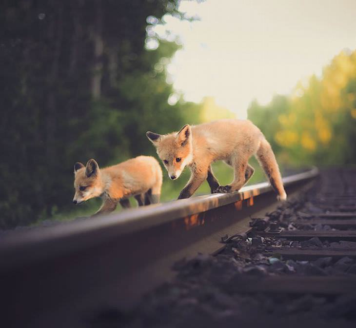 Finnish photography, wild animals