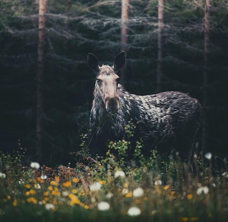 Finnish photography, wild animals