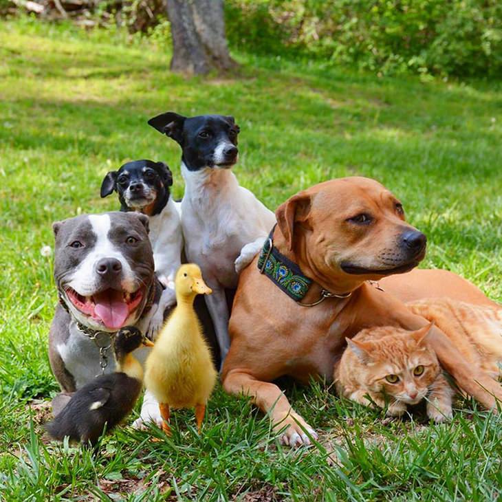 animal-family-adopted 
