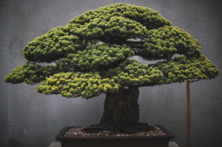 bonsai tree photography
