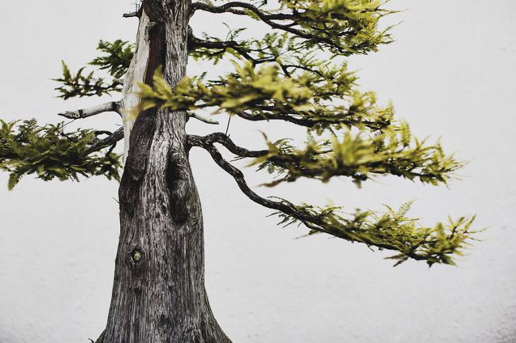 bonsai tree photography