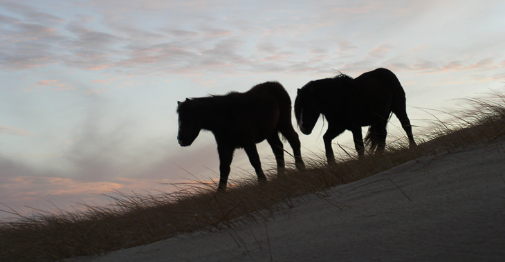 A Horse Lover's Dream: Sable Island's Feral Horses